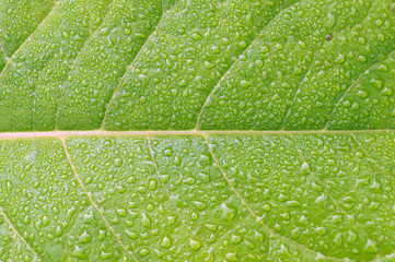 Obraz premium Green leaf with dew drops for background