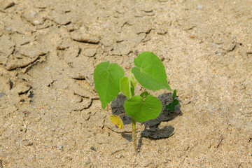 Abutilon theophrasti plants