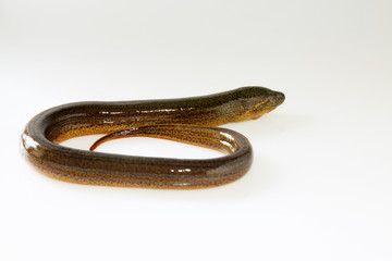 finless eel on white background