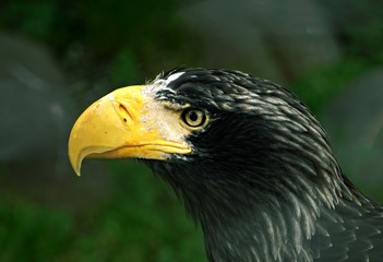 орел