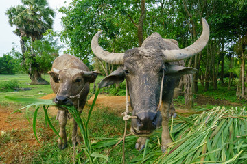 Wildlife Buffalo muddy body eatting grass.