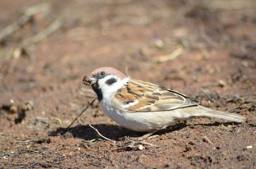 bird, sparrow, nature, wildlife, animal, small, brown, wild, beak,