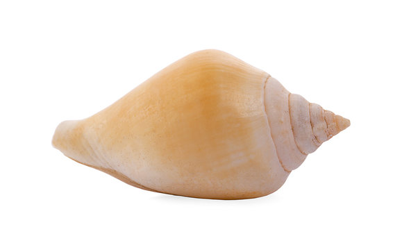 Sea shell on white background