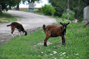 Domestic goats graze on a rustic street