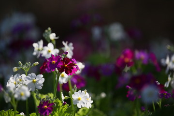 flowers in park white and pink