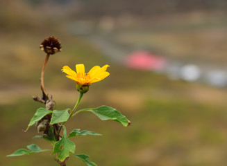 Close up mexican tournesol one flower and another withered flowers..