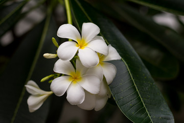 Champa flowers behind my house..