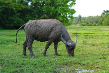 Fototapeta premium Wildlife Buffalo muddy body