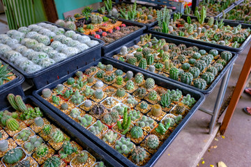 front of the Tree Shop Selling the Cactus Many kinds