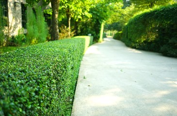 Curve concrete pathway with green trimmed bush hedge in the park