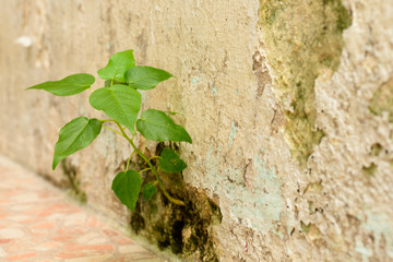 The tree was born at the cement wall..