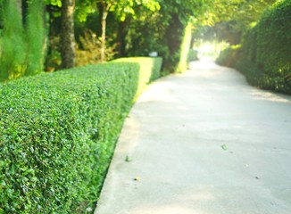 Curve concrete pathway with green trimmed bush hedge in the park