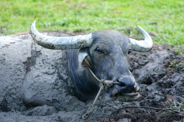 Naklejka premium Wildlife Buffalo muddy body