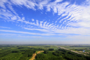vast forest under the blue sky