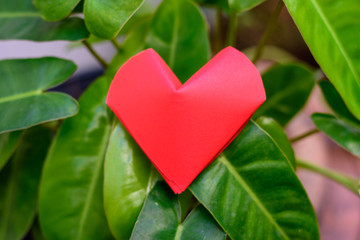 close up big red hearts in nature.