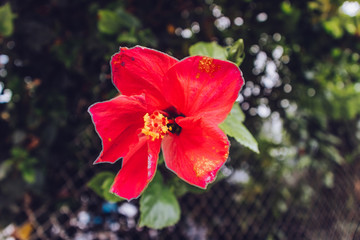 Red hawaiian hibiscus in Asia