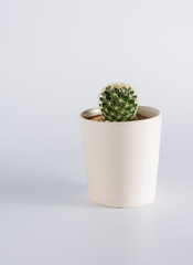 Cactus on white table
