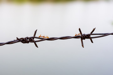 close up old barbed wire fence and ant.