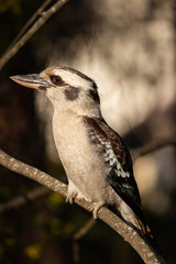 Kookaburra Perched 