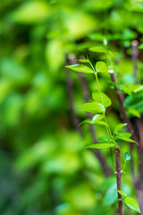 The growth of leaves.