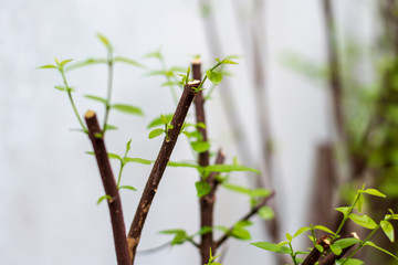 The growth of leaves.