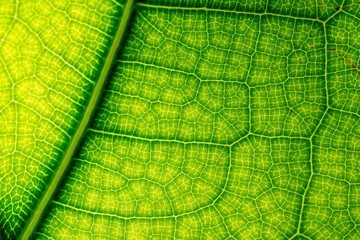 Leaves of time exposed to light.