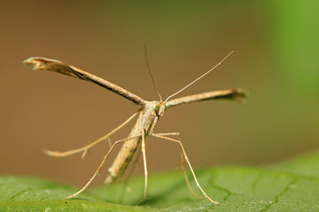sweet potato plume moth