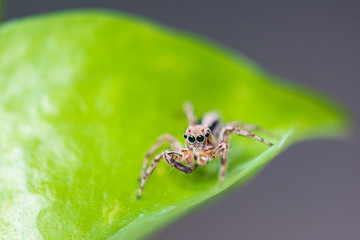 Close up jumping spiders on the leaves..