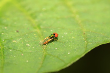 flies insects on green leaf
