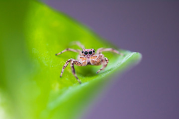 Close up jumping spiders on the leaves..