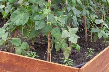 close up of cucumber plant at farm