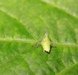 wax cicada larvae on green leaf