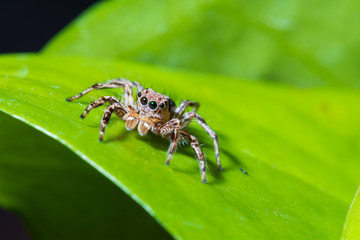 Close up jumping spiders on the leaves..