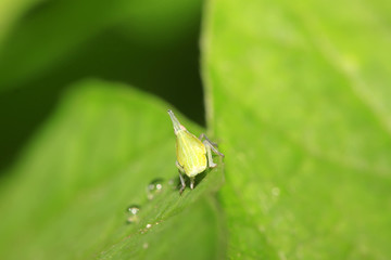 wax cicada larvae on green leaf