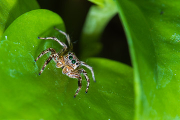 Close up jumping spiders on the leaves..