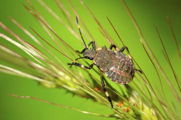 stinkbug larvae on green leaf