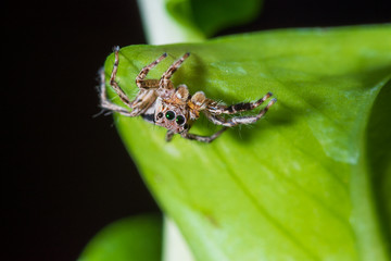 Close up jumping spiders on the leaves..