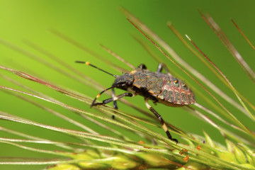 stinkbug larvae on green leaf