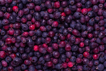 Harvest of juicy shadberry. Background of shadberry