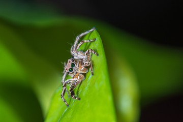 Close up jumping spiders on the leaves..