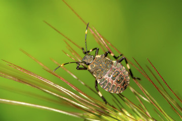 stinkbug larvae on green leaf