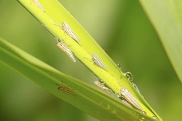 leafhopper