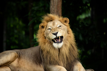 aggressive male lion