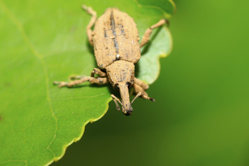 weevil