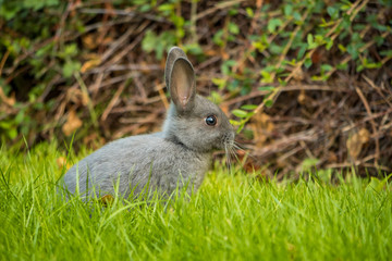 Fototapeta premium cute grey bunny eating grasses on the green field