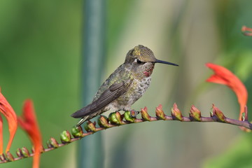 The hummingbird sitting on the flower