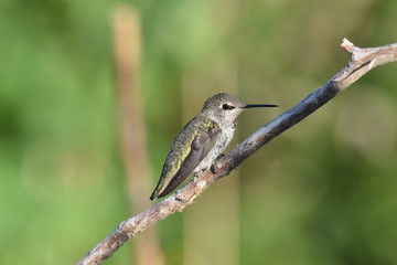 Female Anna's hummingbird