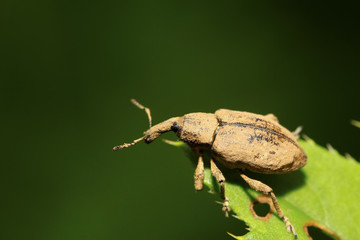weevil