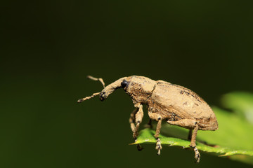 weevil