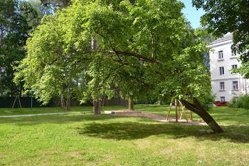 Lonely green tree in the yard, leaning over the grass